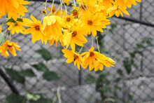 Cheerful Sunflower (Helianthus) In Romania