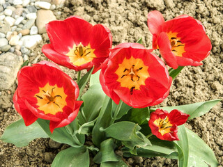 Wall Mural - red tulips in the garden in spring