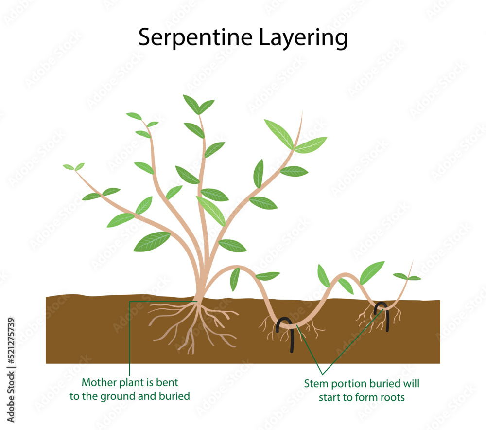 mens bamboo undershirts