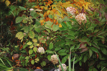 Autumn Hydrangea Blooms 03