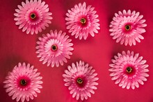Flat Lay Of Pink African Daisy Flowers On A Red Background