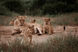 Lwica z młodymi lwami. Lwia rodzina. Safarii w Kenii.