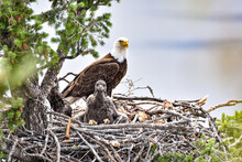 Bald Eagle Nest On Trail
