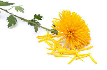 Wall Mural - One yellow chrysanthemum.