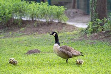 View Of The Canada Goose With Two Other Goslings Standing On The Green Grass