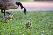Canada Goose With Two Other Goslings Standing On The Floor And Eating The Grass