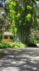  Green Bamboo by a Yellow House