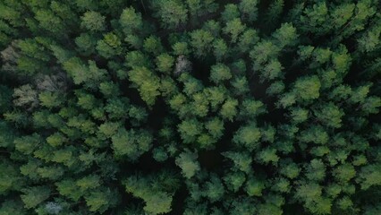 Wall Mural - Tracking shot of a scenic green pine wood from above