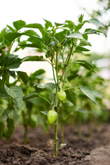 Wall Mural - green bell peppers growing in the greenhouse