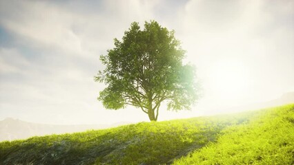 Green tree on a hill on a sunny day in summer