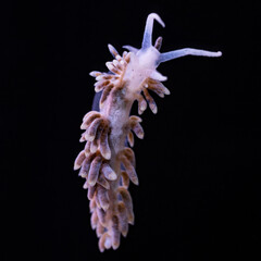 Wall Mural - Aiptasia eating Berghia Nudibranch, black background