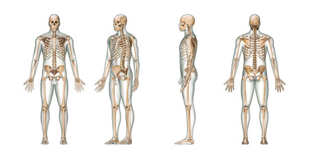 Wall Mural - accurate human skeletal system with adult male skeleton and body on white background 3d rendering il