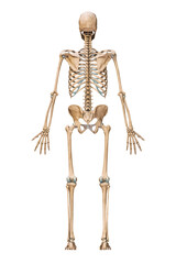 posterior or back view of accurate human skeletal system with skeleton bones of adult male isolated 