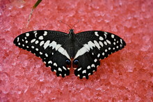 Black Butterfly On Pink Rocks
