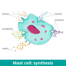 Mast Cell: Synthesis. Due To Antigen Activation, Mast Cells Produce Prostaglandins, Leukotrienes, Histamine, And Cytokines. Visualization Of Mast Cell Products During An Allergic Reaction.