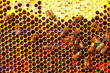 Leinwandbild Motiv Bees in a beehive on wax. Fresh honey