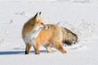 Portrait of a beautiful Red-fox in the snow
