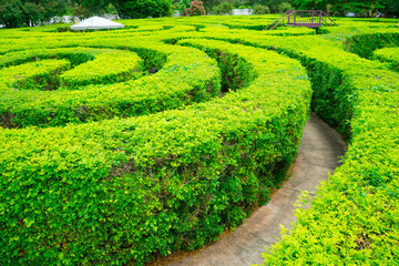 Green plant maze wall .Labyrinth maze garden. A spiral movement build from the vine is creep and sticking on the wall with pavilion, sunlight and isolated white background in the park.