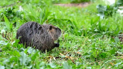 Poster - Coypu (myocastor coypus) also known as nutria eating green plants at riverside in the countryside