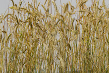 Wheat Field. Ears Of Golden Wheat Close-up. Background Of Ripening Ears Of A Wheat Field.