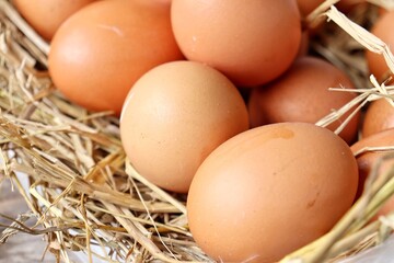 Wall Mural - Fresh eggs on dried leaves