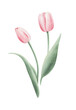Watercolor pink tulip isolated. Botanical illustrations on transparent.