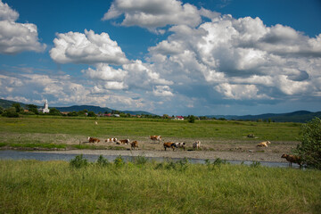 Wall Mural - Romania, Bistrita, Cow herd on the river bank
  Sieu, in the Cristur Sieu area,2021