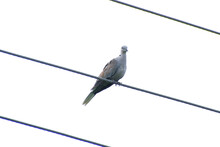 Spotted Dove - Spilopelia Chinensis