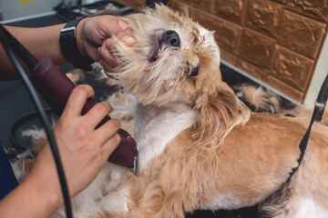 A dog groomer shaves the neck fur of a shih tzu dog. Using a professional electric trimmer. Typical pet grooming service.