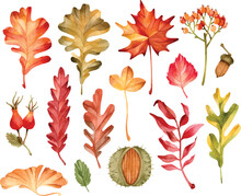 Colorful Watercolor Leaves, Chestnut, Berry, Acorn And Rose Hips Isolated Elements Set 