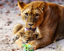 Lioness And Child
