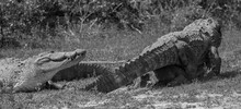B&w Crocodile; Crocodiles In The Wild; Black And White Crocodiles Fighting In The Wild; Two Crocodiles Fighting; Monochrome; Crocodiles Feeding Together; Fighting For Food; Battle For Food	