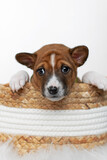 Fototapeta Psy - Basenji puppy lying in a basket on a white background
