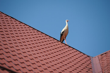 Wall Mural - Stork landing on a roof of a building, summer blue sky