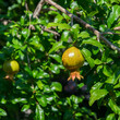 Unripe green-red pomegranate hanging on tree branch among leaves