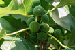 Green fig fruits hang on a fig tree branch in summer.