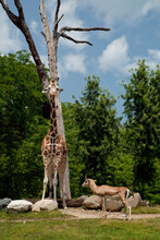 A Giraffe And A Cervidae Beside A Dry Tree In A Zoo