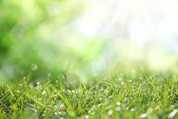Wall Mural - beautiful green grass with morning dew on sunny day. bokeh effect