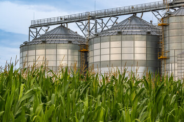 Wall Mural - agro silos granary elevator with seeds cleaning line on agro-processing manufacturing plant for processing drying cleaning and storage of agricultural products in rye corn or wheat field