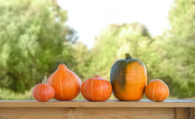 Wall Mural - ripe orange pumpkins on table in garden, natural abstract background. Autumn vegetables harvest. fall season concept. Symbol of Thanksgiving day, Halloween holiday.