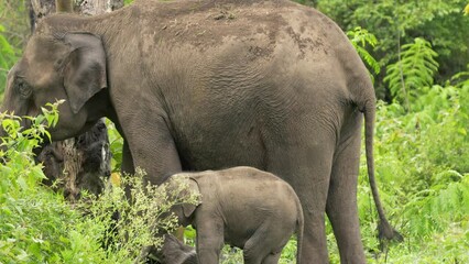 Poster - Baby Asian elephant under the protection of the adult