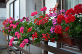 Fototapeta  - blooming geraniums on the balcony
