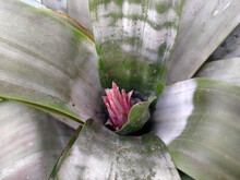  Aechmea Flower With A Growing Bud Close Up