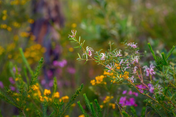 Australian wildflowers