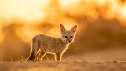 Wall Mural - Selective focus shot of cute Fennec fox in the desert on blurry background of golden sunset