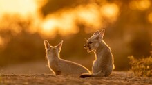 Selective Focus Shot Of Cute Fennec Foxes In The Desert On Blurry Background Of Golden Sunset
