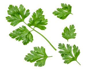 Sticker - Green leaves of parsley isolated on white, top view