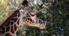 Slow Motion Of A Giraffe Sticking Out Its Tongue On Background Of Green Trees