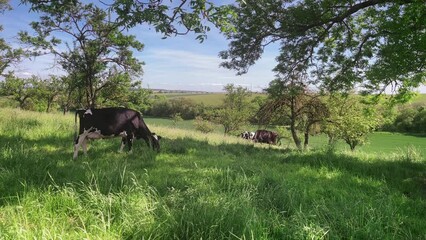 Poster - Beautiful view of cows grazing in the meadow