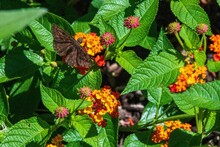 Butterfly, Erynnis Horatius Perched On The Lantana Camara Flower And Its Leaves